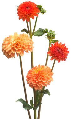 Çiçek güzel turuncu ve Pembe buket dahlia makro doğanın beyaz arka plan üzerinde izole. Botanik, kavram, flora, fikir. Pon pon formu