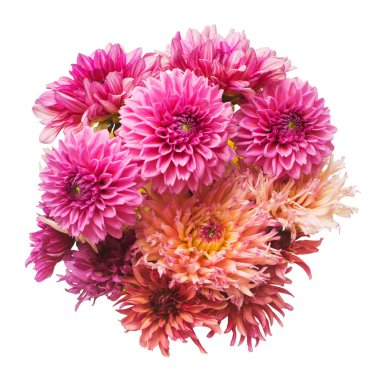 Güzel moda pembe dahlia beyaz arka plan üzerinde izole bir buket çiçek. Botanik, kavram, flora, fikir. Pomponic formu. Makro, doğa