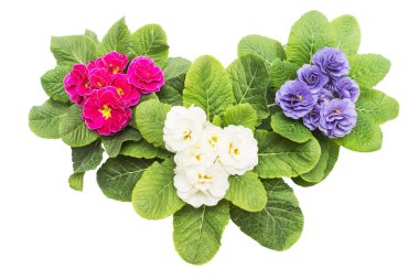 Tencere üç campanula'lar beyaz arka plan üzerinde yalıtılır. Çiçek pembe, beyaz ve mor. Düz yatıyordu, en iyi görünümü