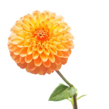 Çiçek güzel turuncu dahlia makro doğanın beyaz arka plan üzerinde izole. Botanik, kavram, flora, fikir. Pon pon formu