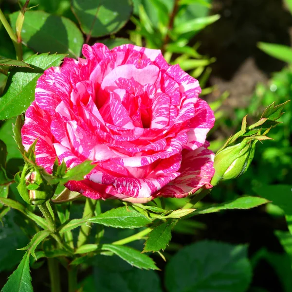 Bellissimi Fiori Strisce Rose Con Bocciolo Giardino Uno Sfondo Prato — Foto Stock