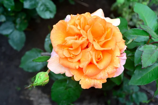 Hermosas Flores Rosas Color Melocotón Con Brote Jardín Sobre Fondo — Foto de Stock