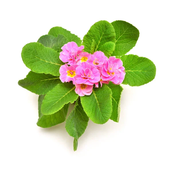 Rosa Och Gula Primrose Blommor Isolerad Vit Bakgrund Platt Lekmanna — Stockfoto