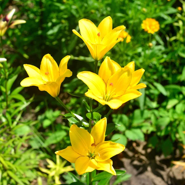 Schöne Strauch Und Strauß Gelbe Lilienblüten Mit Knospen Nahaufnahme Auf — Stockfoto