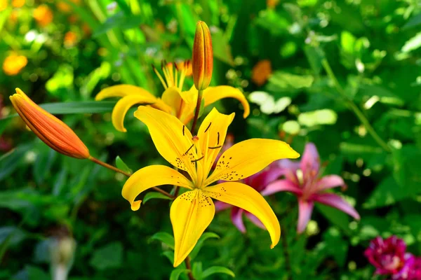 Gyönyörű Sárga Liliom Virágok Bud Közelről Egy Puha Zöld Háttér — Stock Fotó