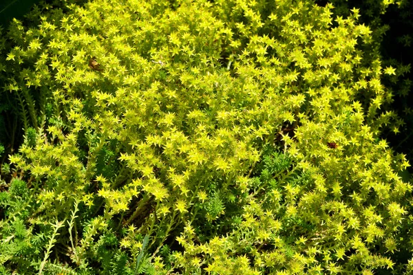 野生草景天英亩在花园里 美丽的绿色春天的背景 — 图库照片