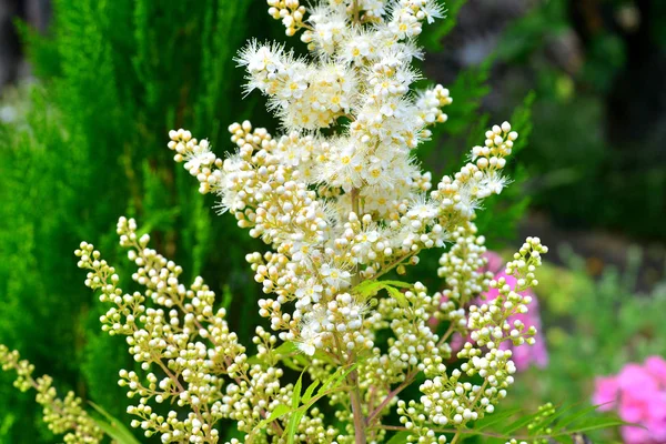 Weiße Astilba Blume Garten Natur Blumenbeete — Stockfoto