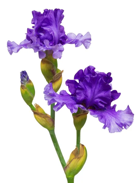 Blooming Iris Blomst Isolert Hvit Bakgrunn Vårtid Østlig Blå – stockfoto
