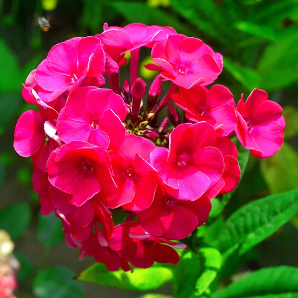 Fleurs Phlox Rose Dans Jardin Sur Fond Pelouse Été Nature — Photo