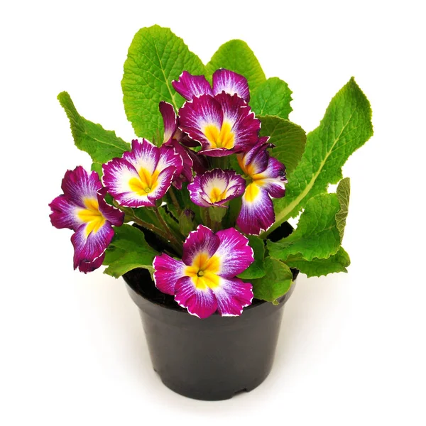 Fleurs Primevère Primula Fleurs Dans Pot Isolé Sur Fond Blanc — Photo