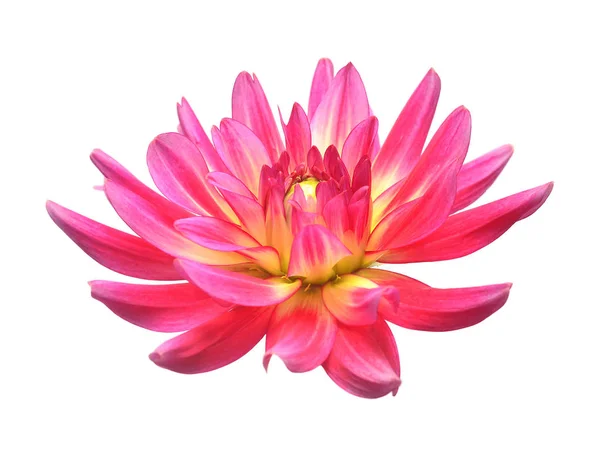 粉红色的花大丽花在白色背景下分离 顶部视图 — 图库照片