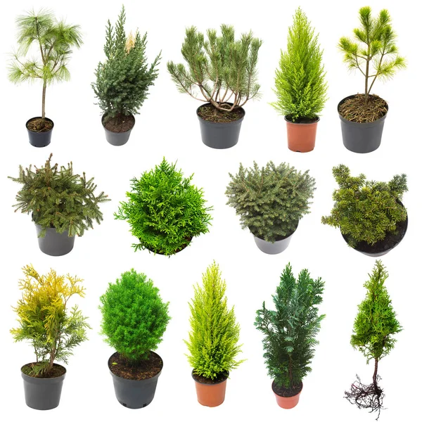 Super Sammlung Nadelbäume Von Wacholder Thuja Kiefer Zypresse Fichte Tanne — Stockfoto