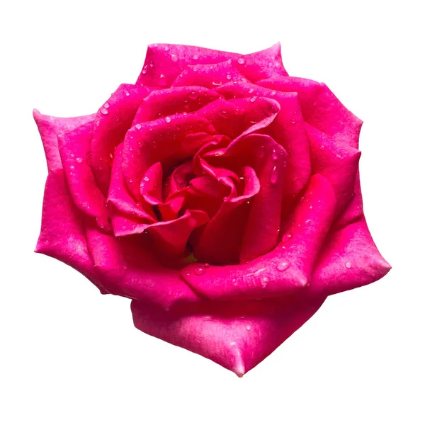 Bella Rosa Rosa Fiore Isolato Sfondo Bianco — Foto Stock