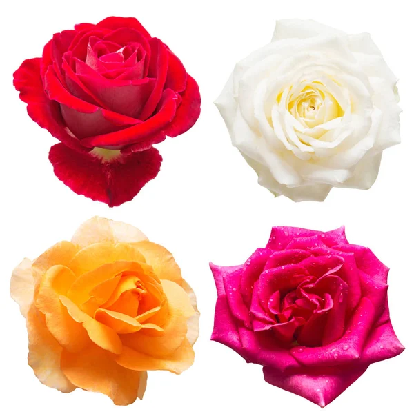 Krásná Kolekce Růží Květiny Barvách Bílé Oranžové Červené Růžové Izolovaných — Stock fotografie