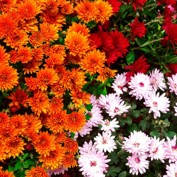 Turuncu Kırmızı Pembe Kasımpatı Çiçekleri Buketi — Stok fotoğraf