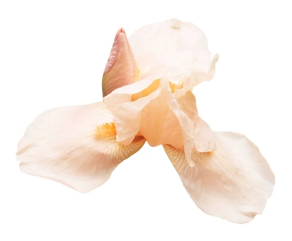 Iris Fleur Macro Belle Avec Bourgeon Isolé Sur Fond Blanc — Photo