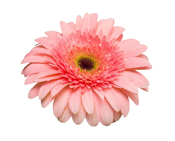 Ζέρμπερα Ροζ Λουλούδι Που Απομονώνονται Λευκό Φόντο Καλοκαίρι Την Άνοιξη — Φωτογραφία Αρχείου
