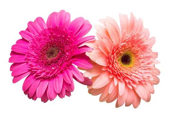 Două Flori Gerbera Izolate Fundal Alb Summer Primăvara Plat Lay — Fotografie, imagine de stoc