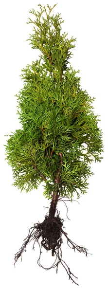 Thuja 배경에 루트입니다 여름입니다 봄입니다 있습니다 나무입니다 사이프러스 — 스톡 사진