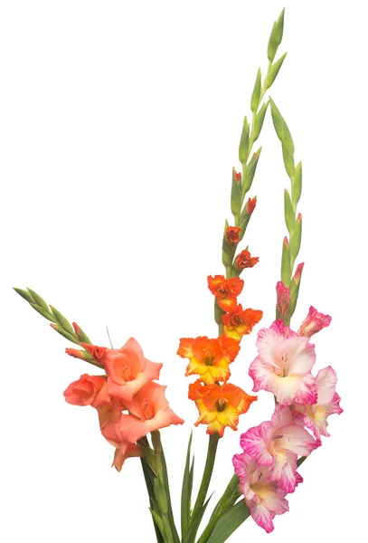 Vacker Bukett Mångfärgade Gladiolus Blommor Isolerad Vit Bakgrund Gul Röd — Stockfoto