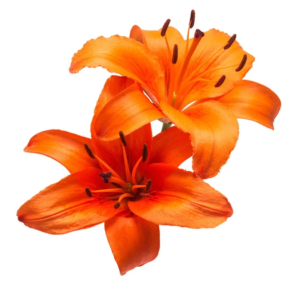 繊細なオレンジ色の美しいユリの花束リリウム アジア ハイブリッド オレンジ トン白い背景上に分離 ファッショナブルな創造的な花組成物 フラット横たわっていた トップ ビュー バレンタインの日 — ストック写真