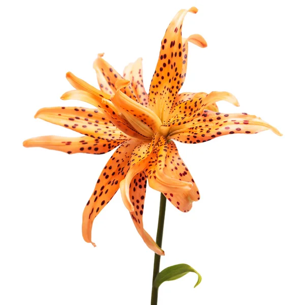 Vacker Orange Lilja Blomma Isolerad Vit Bakgrund Lily Form Sjöstjärna — Stockfoto