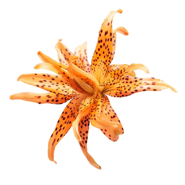 Beautiful orange lily flower isolated on white background. Lily in the form of a starfish. Flat lay, top view