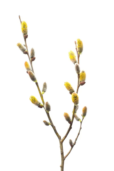 在白色背景上分离的柳树枝 春天开花的树木 顶部视图 — 图库照片