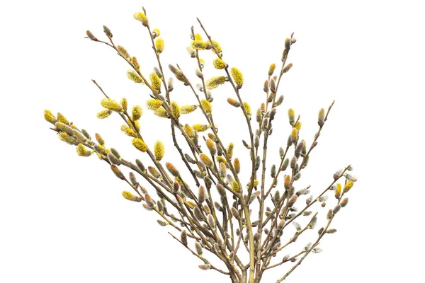 柳の小枝が白い背景で隔離 春の木の花 フラット横たわっていた トップ ビュー — ストック写真
