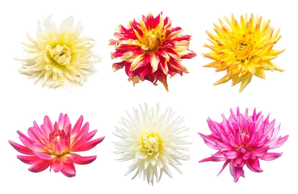 Set flowers dahlias isolated on white background. Flat lay, top view. Super collection. Easter. Pink, red, purple, yellow, orange — Stock Image Set Flowers Dahlias Isolated White Background Flat Lay Top View Stock Image
