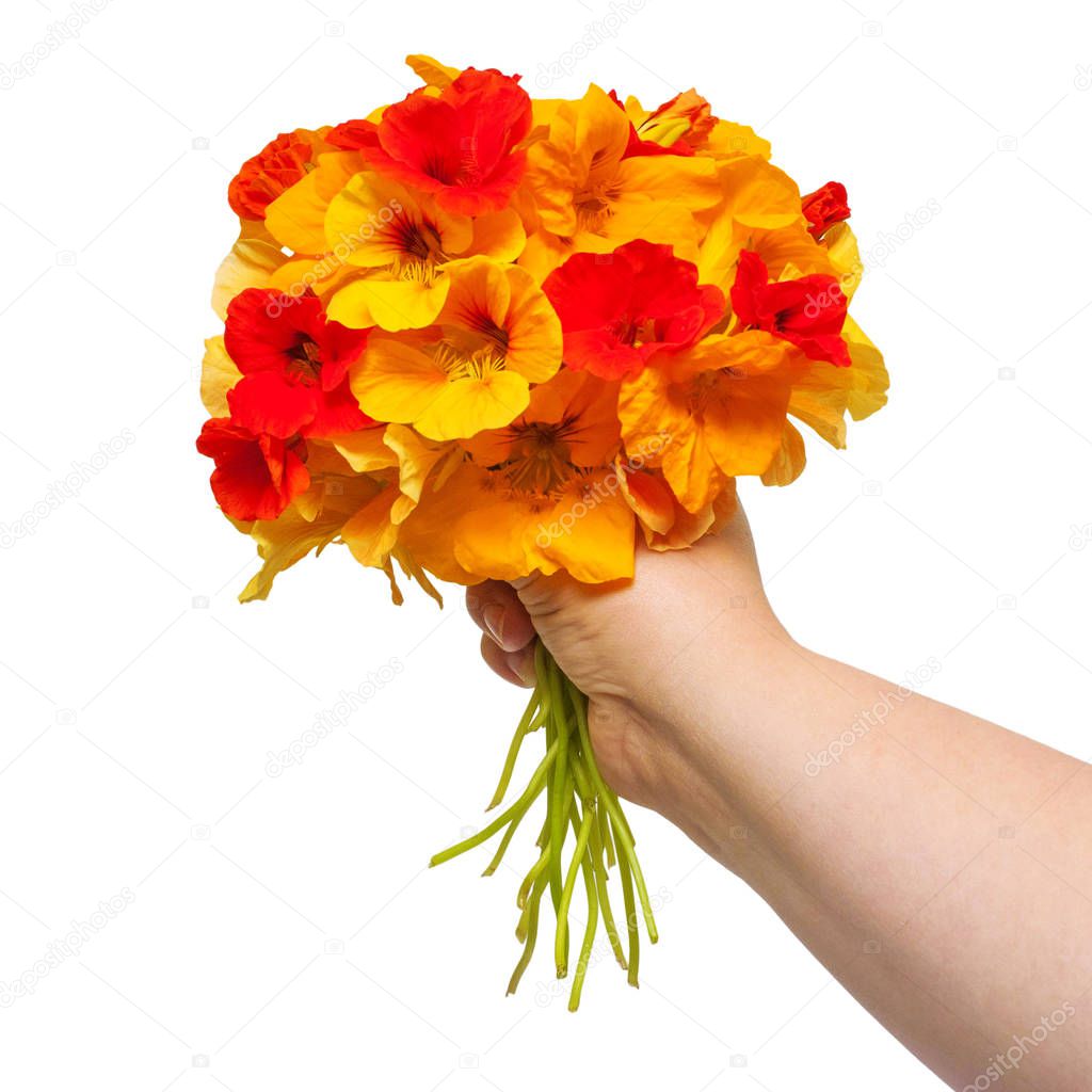 Bouquet of flowers nasturtium held in the hand isolated on white background. Flat lay, top view