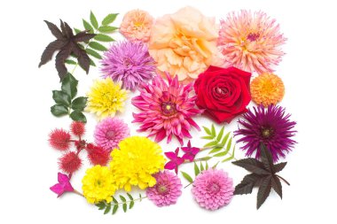 Çiçek gül, Yıldızçiçekleri, tütün, marigolds ve yaprakları astilbe, beyaz arka plan üzerinde izole Ricinus communis. Flora kompozisyon ve koleksiyonu. Doğa ve bitkiler. Düz yatıyordu, en iyi görünümü 