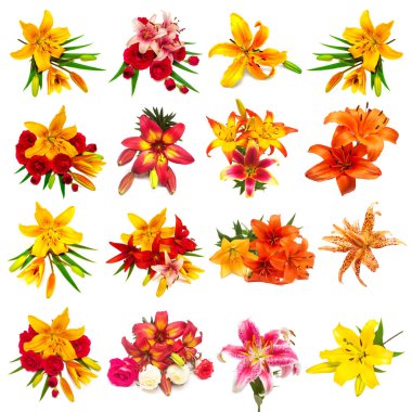 Renkli çiçek Lilyum beyaz bir arka plan üzerinde izole tomurcukları ile güzel bir koleksiyon. Düz yatıyordu, en iyi görünümü