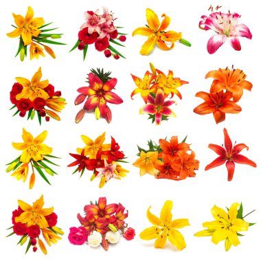 Renkli çiçek Lilyum beyaz bir arka plan üzerinde izole tomurcukları ile güzel bir koleksiyon. Düz yatıyordu, en iyi görünümü