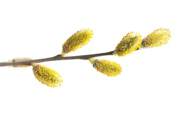 Beyaz arka plan üzerinde izole Willow dal. Bahar çiçekli ağaçlar. Çiçekler. Çiçeği. Düz yatıyordu, en iyi görünümü