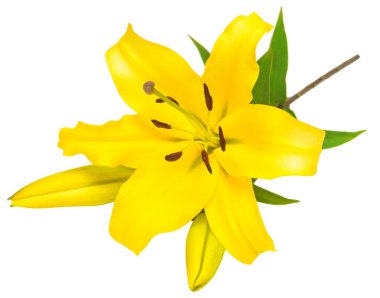 Beyaz arka plan üzerinde izole bud ile güzel lily çiçek