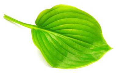 Beyaz arka plan üzerinde izole yaprak hosta. Büyük yaprakları. Düz yatıyordu, en iyi görünümü