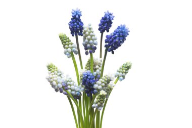 Muscari çiçekleri mavi üzüm sümbülü beyaz arka planda izole edilmiş. Bahar konsepti Düz yatış, üst görünüm