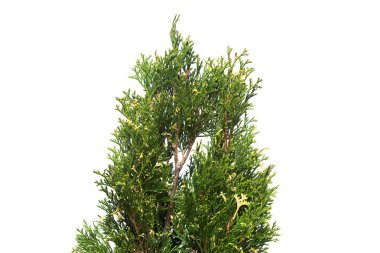 Mazı (bitki) occidentalis variegata beyaz arka plan üzerinde izole şube. İğne yapraklı ağaçlar. Düz yatıyordu, en iyi görünümü
