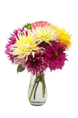 Güzel moda pembe dahlia IA vazo bir beyaz arka plan üzerinde izole bir buket çiçek. Botanik, kavram, flora, fikir. Pomponic formu. Makro, doğa