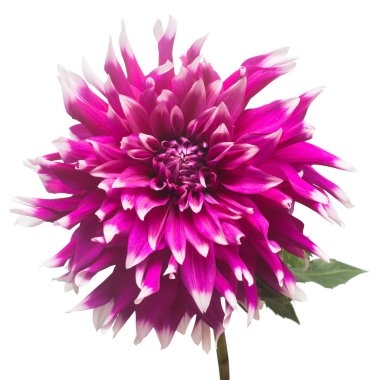 Beyaz arka plan üzerinde izole çeşitli renkler makro Dahlia çiçeği. Botanik, kavram, flora, fikir. Düz yatıyordu, en iyi görünüm. Düğün, Gelin, aşk. Pembe, mor