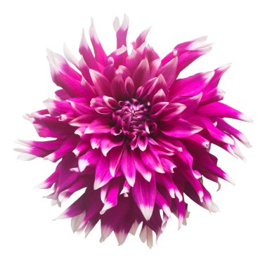 Beyaz arka plan üzerinde izole çeşitli renkler makro Dahlia çiçeği. Botanik, kavram, flora, fikir. Düz yatıyordu, en iyi görünüm. Düğün, Gelin, aşk. Pembe, mor