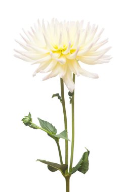 Beyaz arka plan üzerinde izole beyaz ve sarı çiçek dahlia. Düz yatıyordu, en iyi görünümü