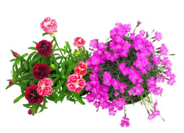 Çiçekler karanfil beyaz arka plan üzerinde izole. Düz yatıyordu, en iyi görünümü