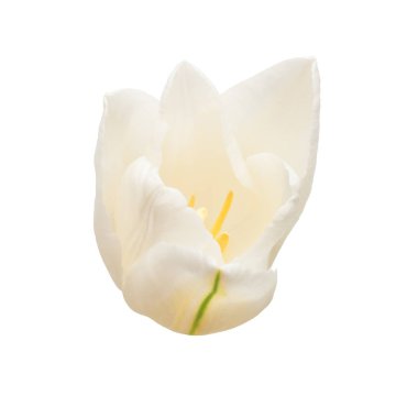 Beyaz arka planda izole edilmiş beyaz bir lale çiçeği. Hayat, düğün. Düz yatış, üst görünüm 
