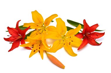 Sarı ve kırmızı lily tomurcukları beyaz bir arka plan üzerinde izole. Çiçekler benzer bir deniz yıldızı. Düz yatıyordu, en iyi görünüm. Nesne, stüdyo