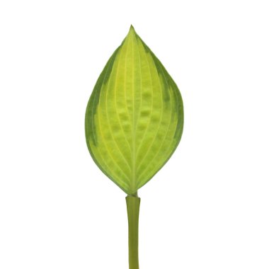 Ana bilgisayarlar üzerinde izole beyaz arka plan yaprak. Düz yatıyordu, en iyi görünümü