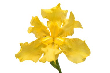 Beyaz arka plan üzerinde izole güzel sarı Iris çiçeği. Paskalya. Yaz. Bahar. Düz yatıyordu, en iyi görünüm. Seviyorum. Sevgililer günü