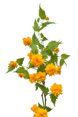 Dal çiçek kerria japonica beyaz arka plan üzerinde izole. Çiçek desenli, nesne. Düz yatıyordu, en iyi görünümü