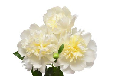 Çiçek aranjmanı beyaz arka planda ince bir buket şakayık. Çiçek deseni, nesne. Düz yatış, üst görünüm